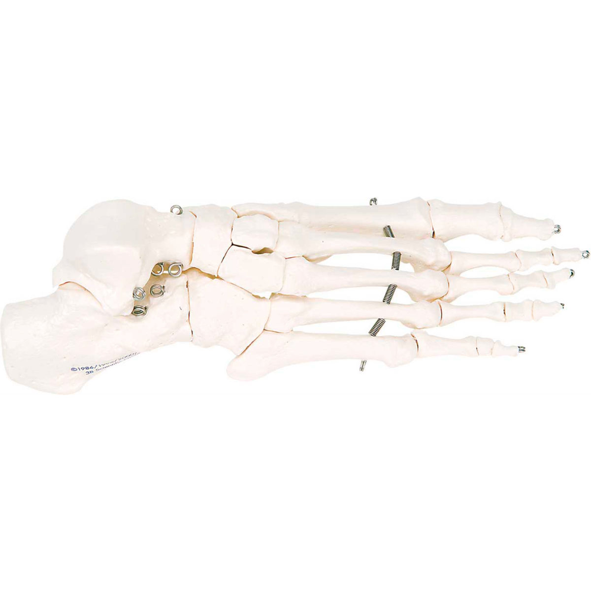 B2138141 3B Anatomical Model - Right Loose Bones, Foot Skeleton
