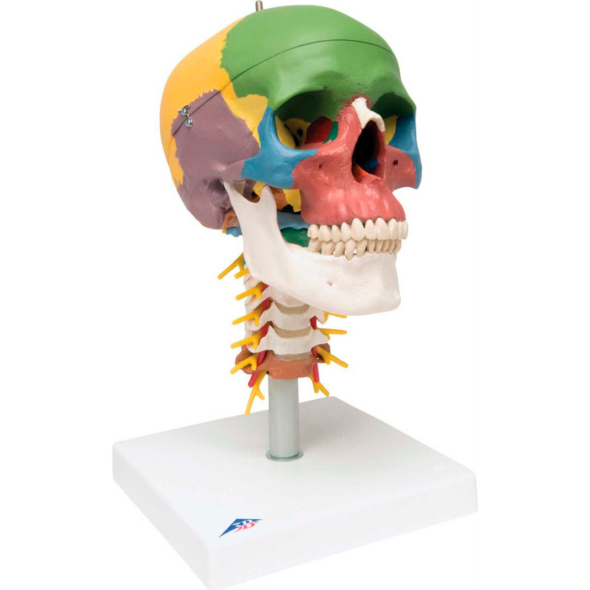 3B Anatomical Model - 4-Part Didactic Skull on Cervical Spine