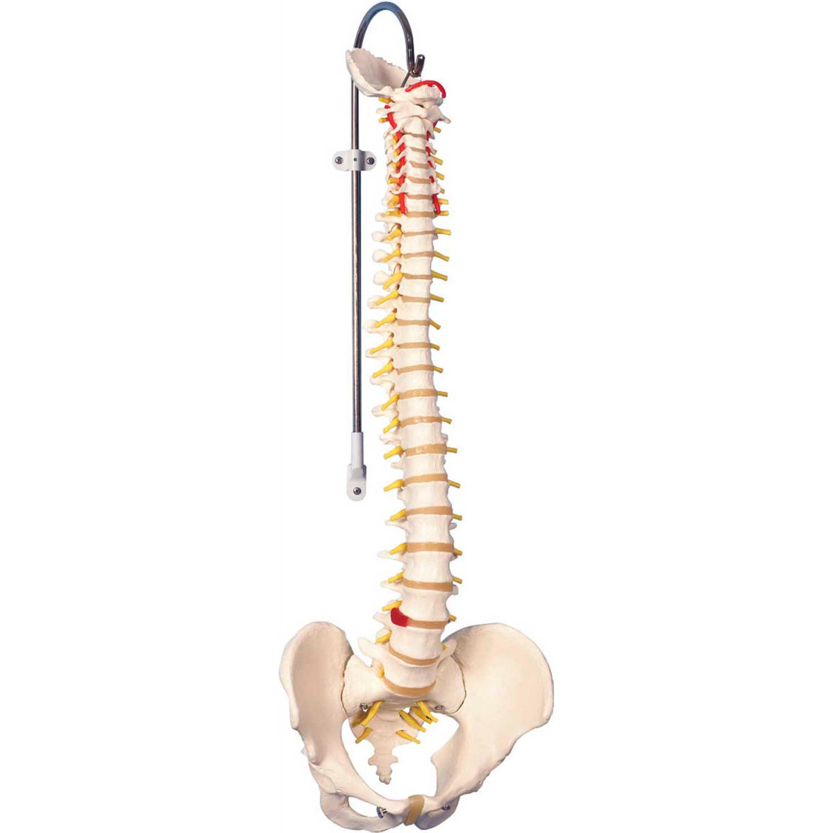 3B Anatomical Model - Didactic Flexible Spine
