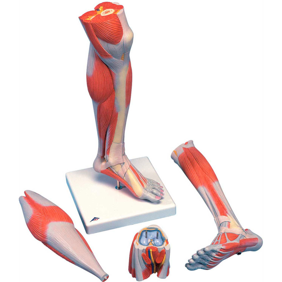 3B Anatomical Model - Life Size 3-Part Lower Muscle Leg with Detachable Knee