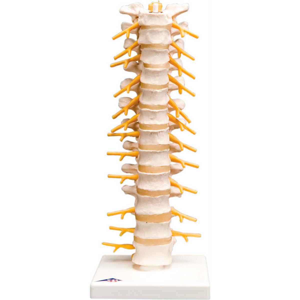 B2138046 3B Anatomical Model - Column Thoracic Spinal