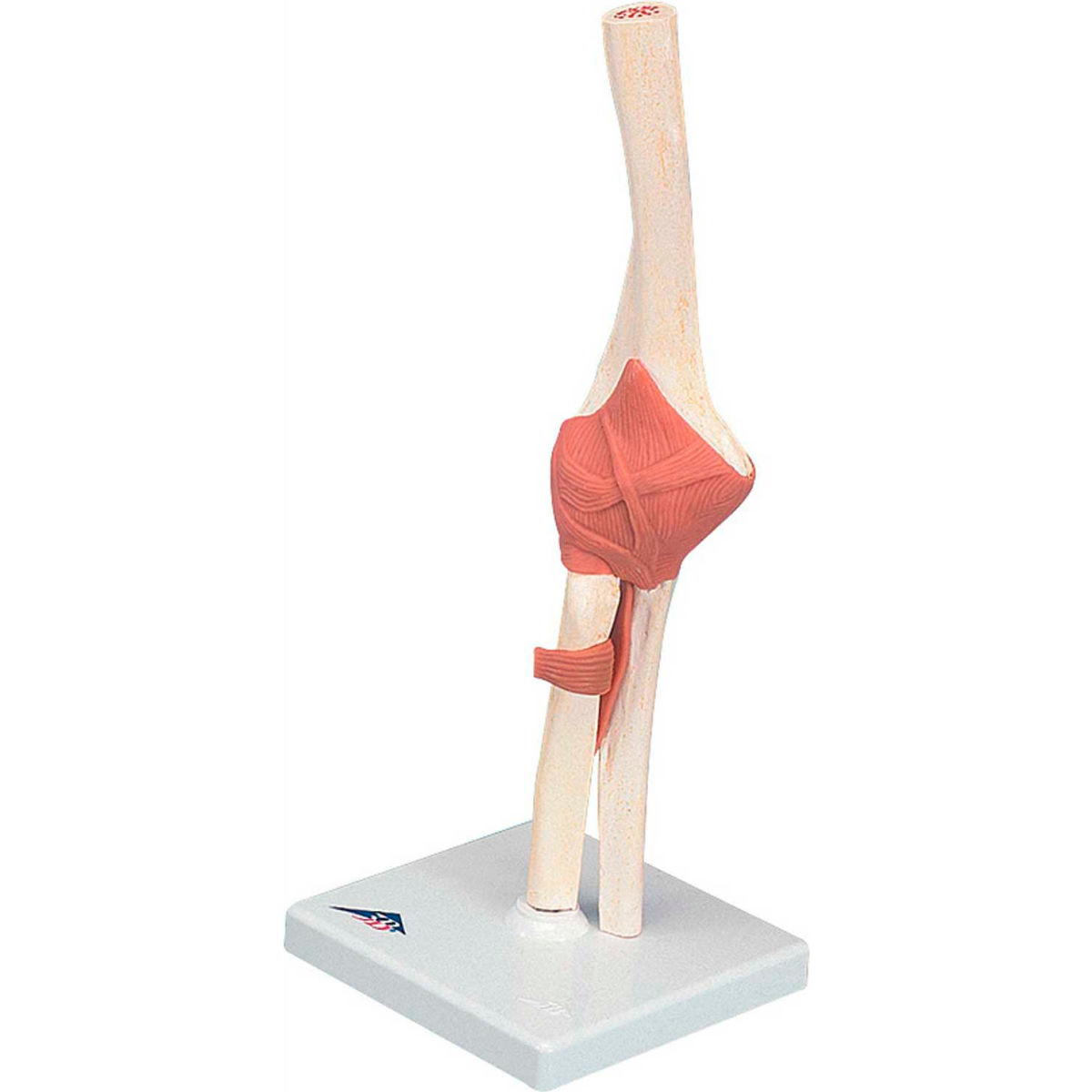 3B Anatomical Model - Deluxe Functional Elbow Joint