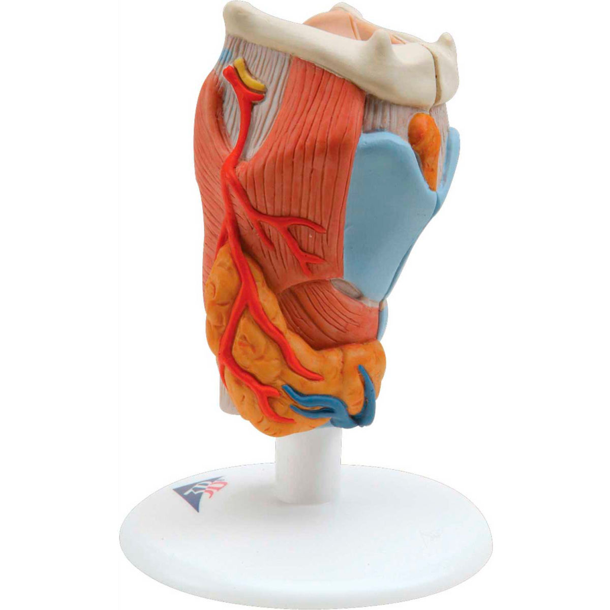 B2138105 3B Anatomical Model - 2-Part Larynx