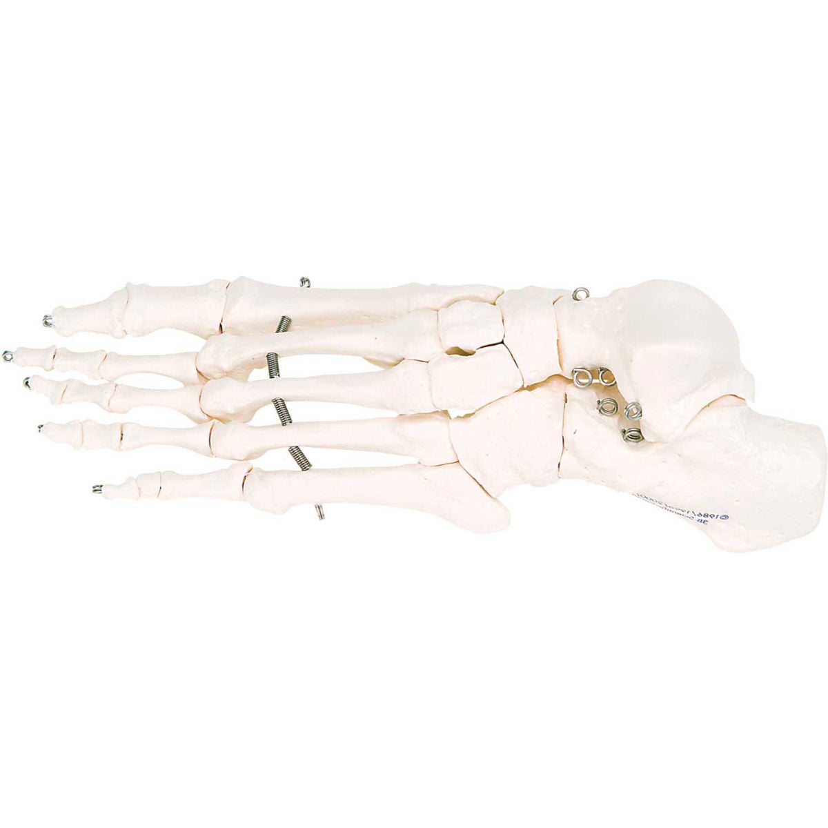 B2138140 3B Anatomical Model - Left Loose Bones, Foot Skeleton