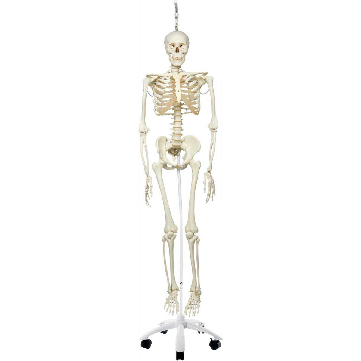 3B Anatomical Model - Phil The Physiological Skeleton on Roller Stand -  Bradley Caldwell, BI3664823