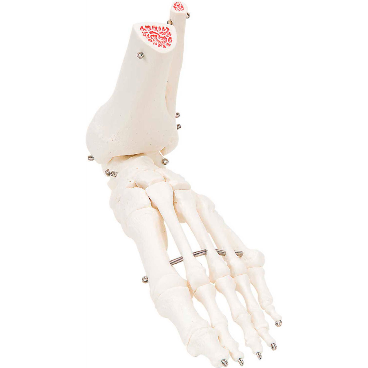 3B Anatomical Model - Left Loose Bones, Foot Skeleton with Ankle