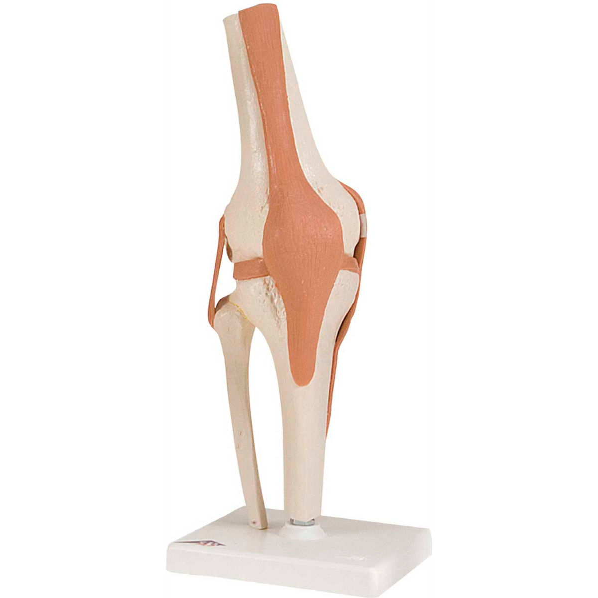B2137978 3B Anatomical Model - Functional Knee Joint