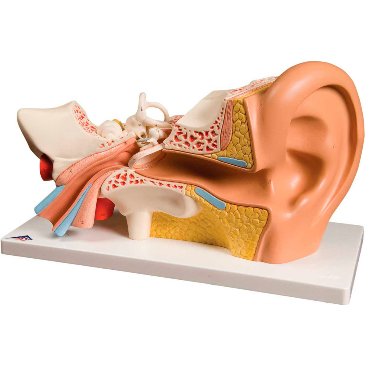 3B Anatomical Model - 4-Part Deluxe Ear, 3X