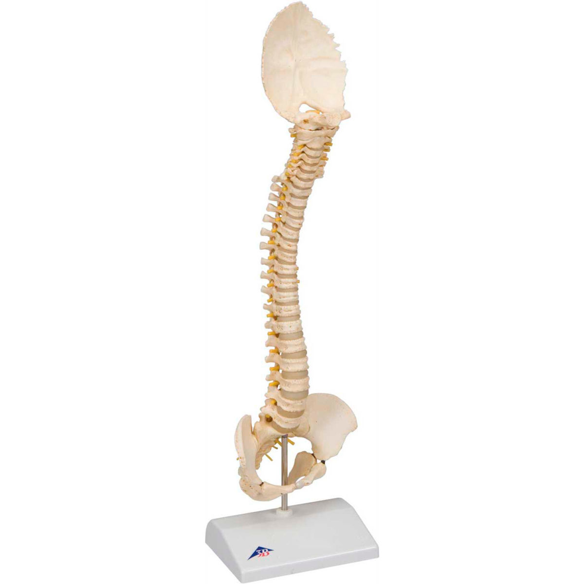 3B Anatomical Model - Pediatric Spine