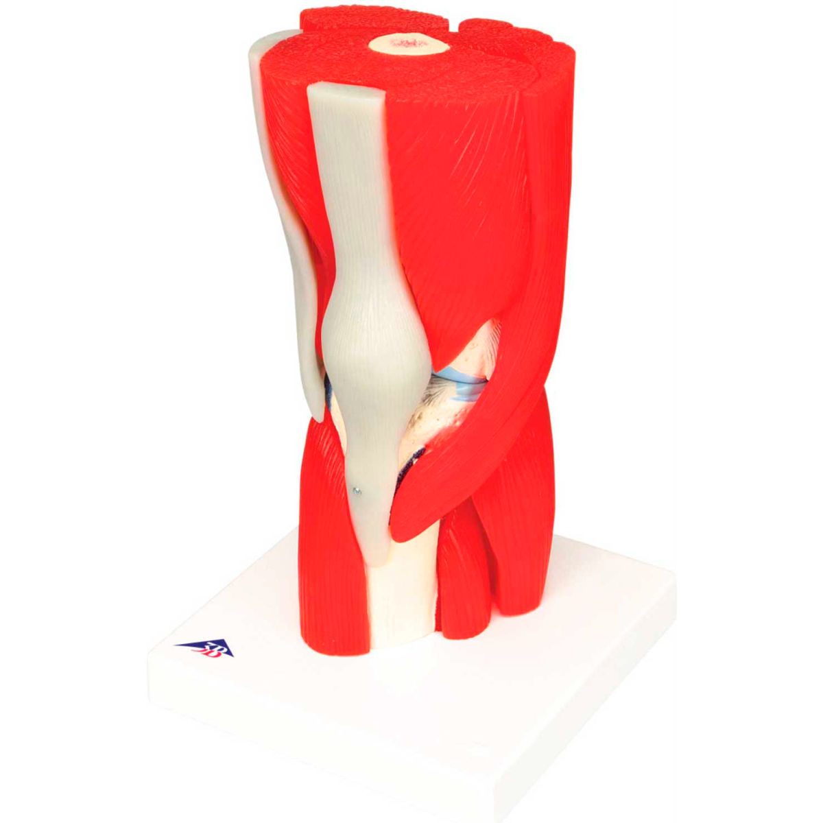 3B Anatomical Model - 12-Part Knee Joint with Removable Muscles