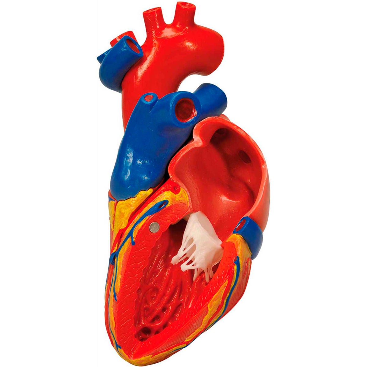 3B Anatomical Model - 2-Part Heart with Bypass