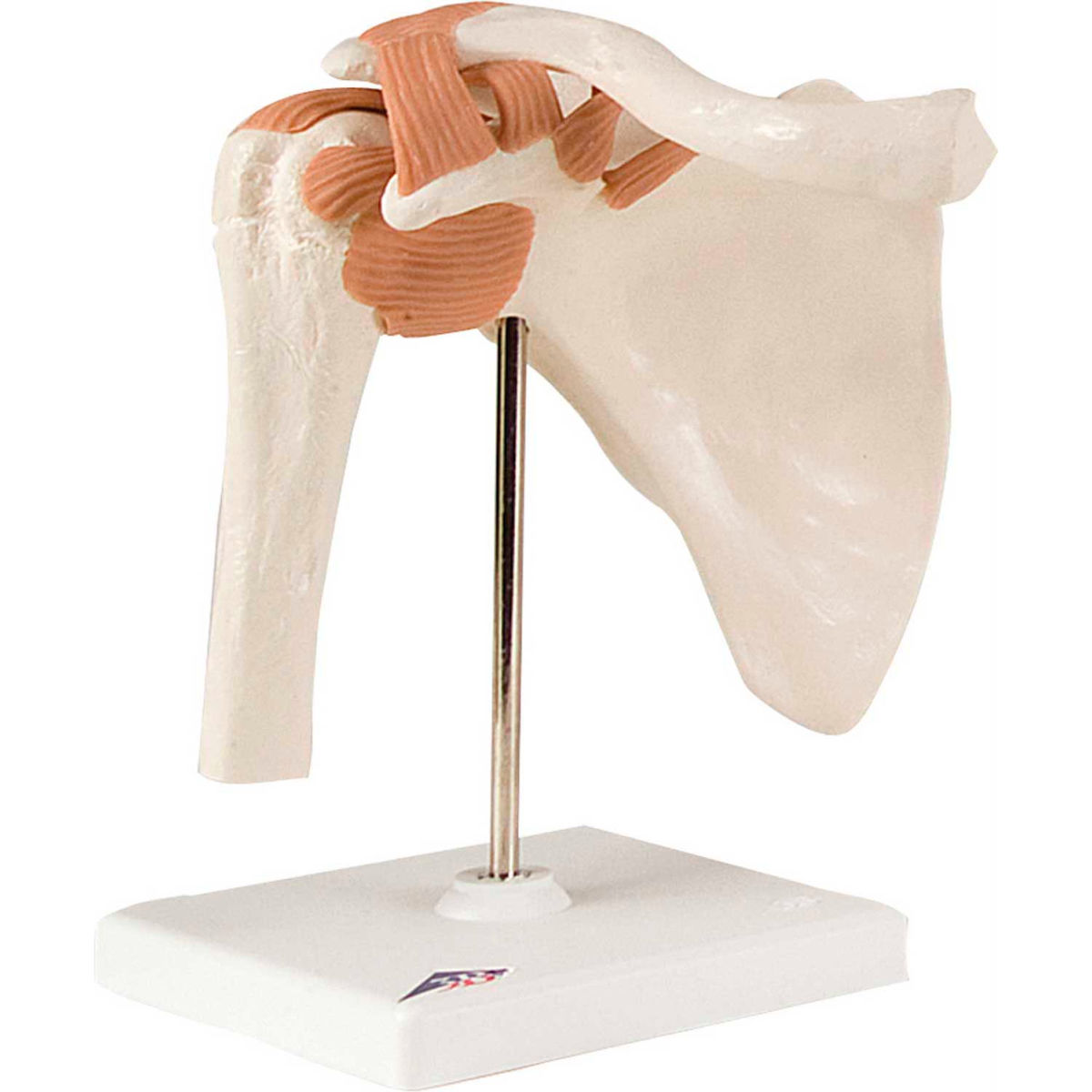3B Anatomical Model - Functional Shoulder Joint