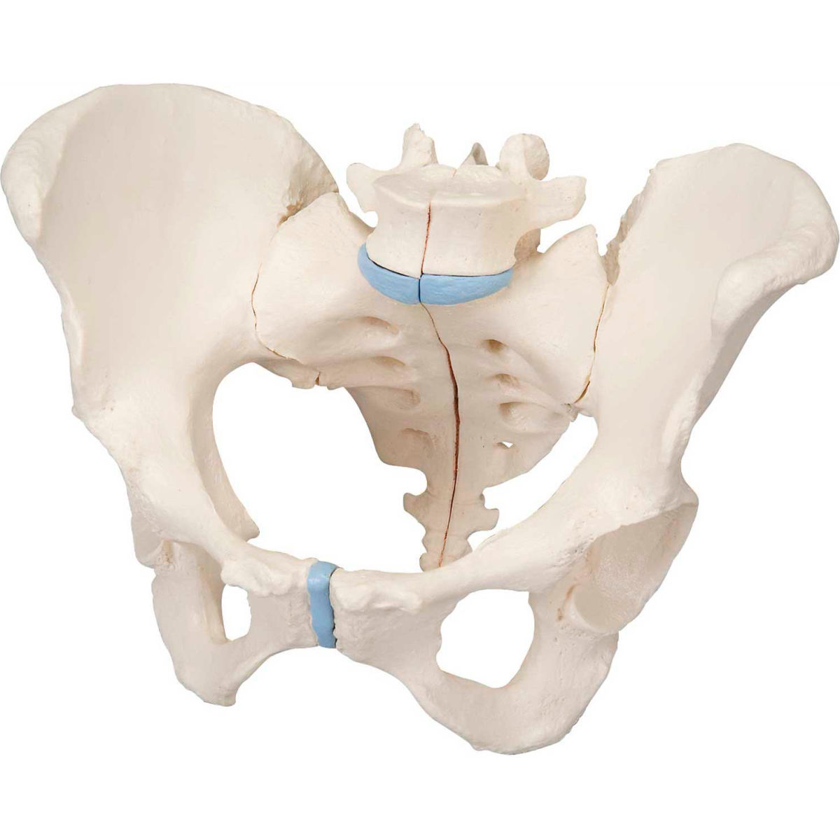 3B Anatomical Model - 3-Part Female Pelvis