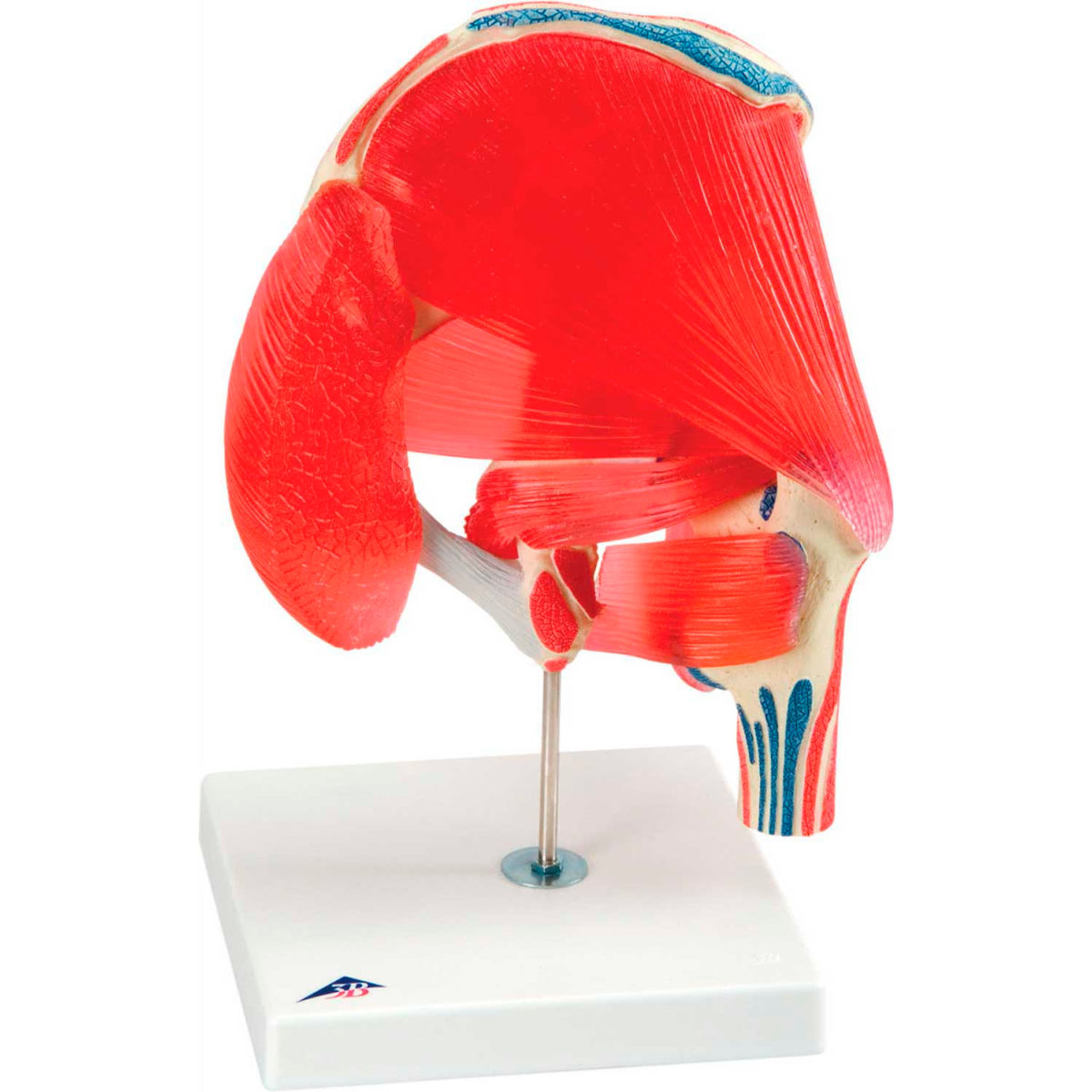 3B Anatomical Model - 7-Part Hip Joint with Removable Muscles