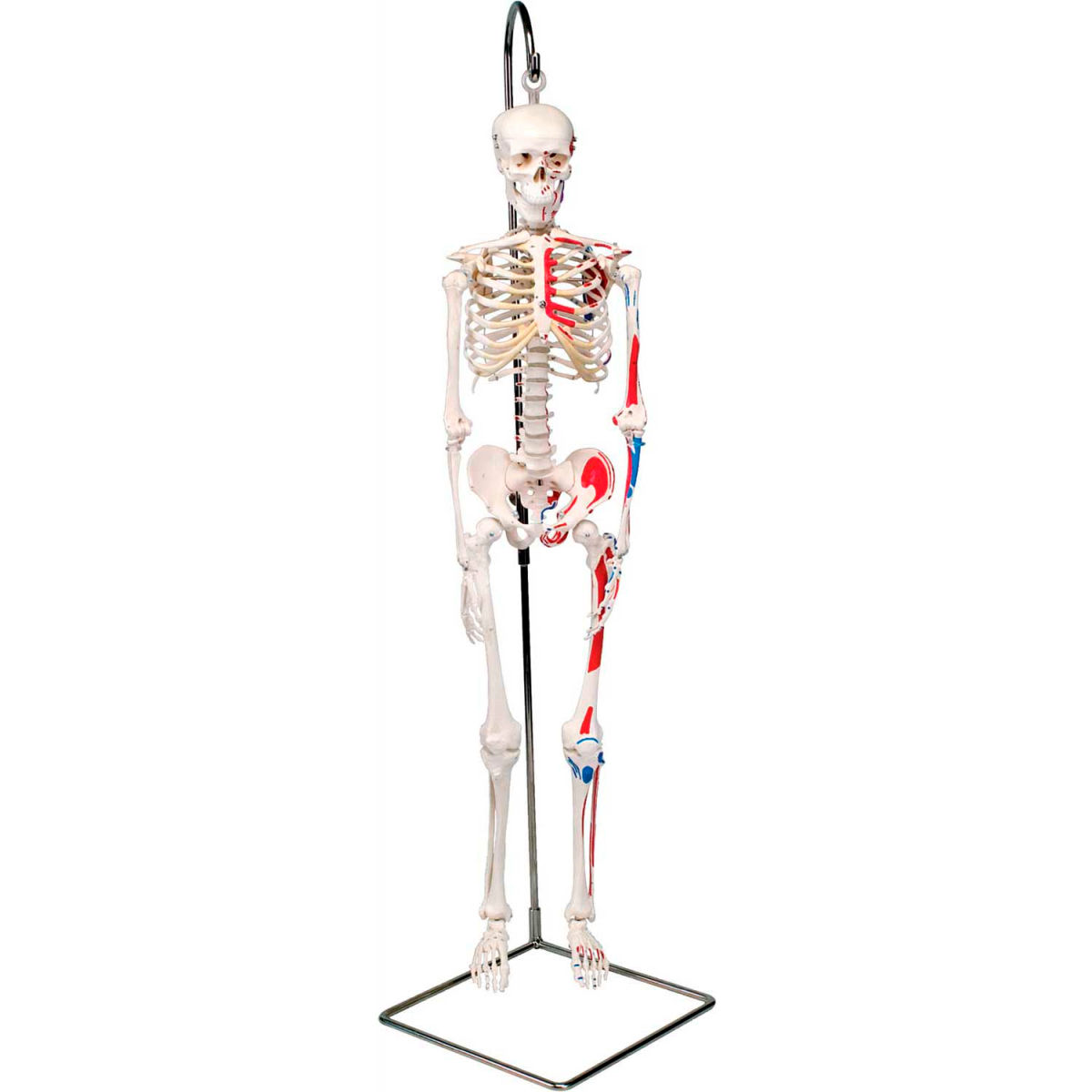 3B Anatomical Model - Shorty The Mini Skeleton with Muscles on Hanging Stand -  Bradley Caldwell, BI3668097