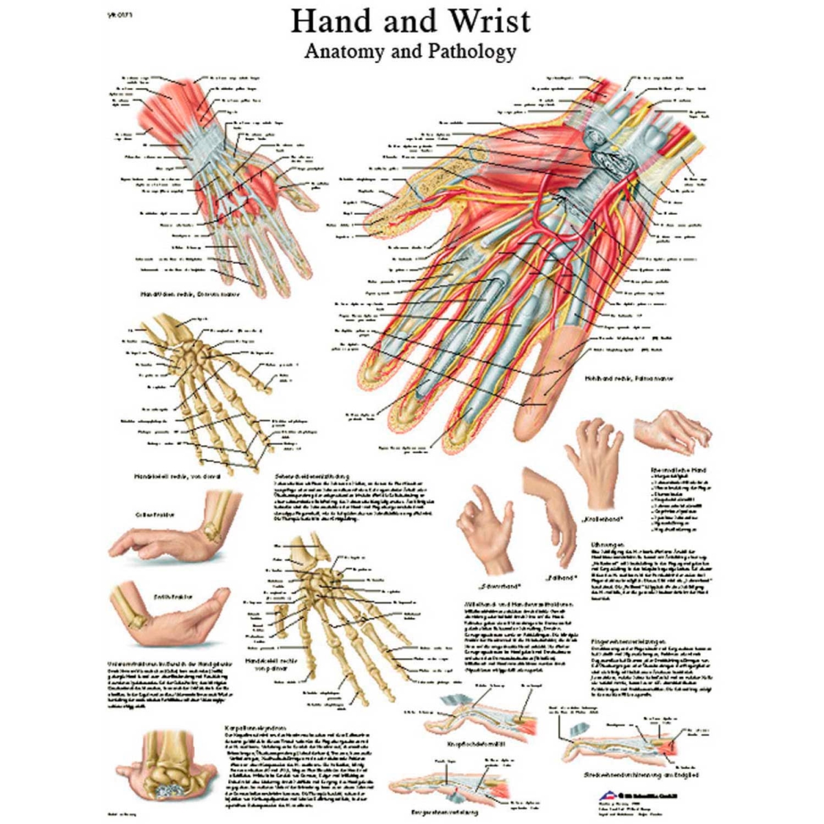 B2137980 3B Anatomical Chart - Hand & Wrist, Sticky Back