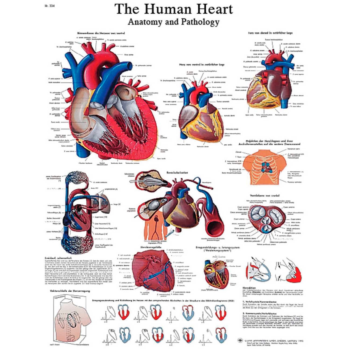 B2137981 3B Laminated Anatomical Heart Chart - 20 x 25 in.