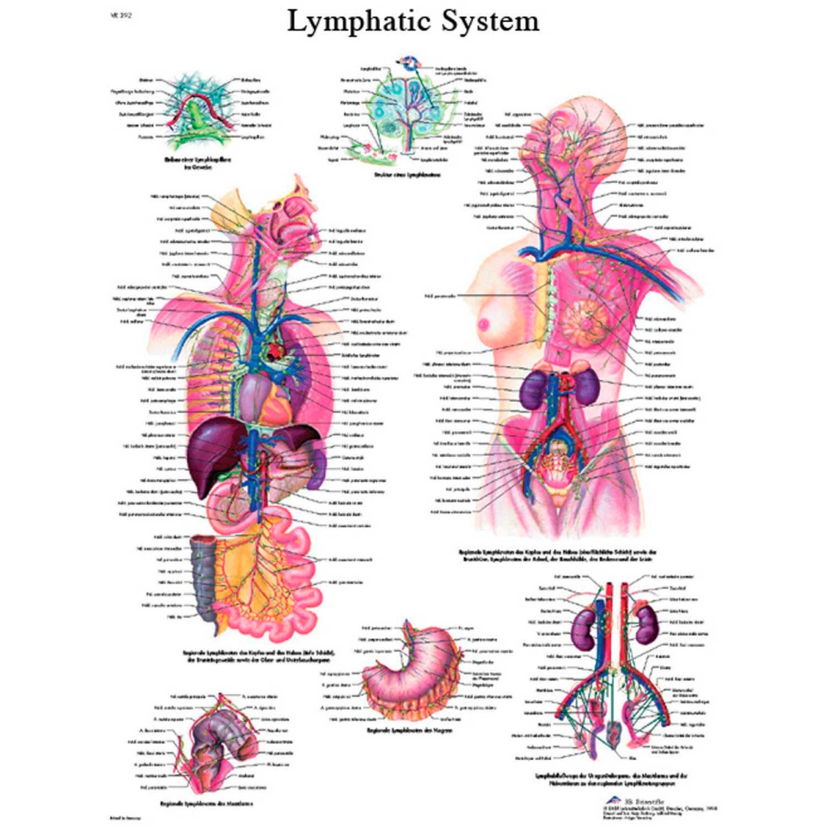 B2137992 3B Anatomical Chart - Lymphatic System, Paper