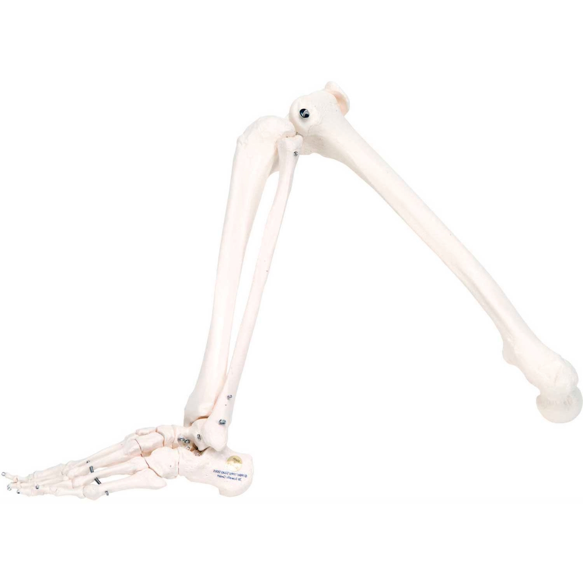 B2137972 3B Anatomical Model - Loose Bones, Leg Skeleton, Right
