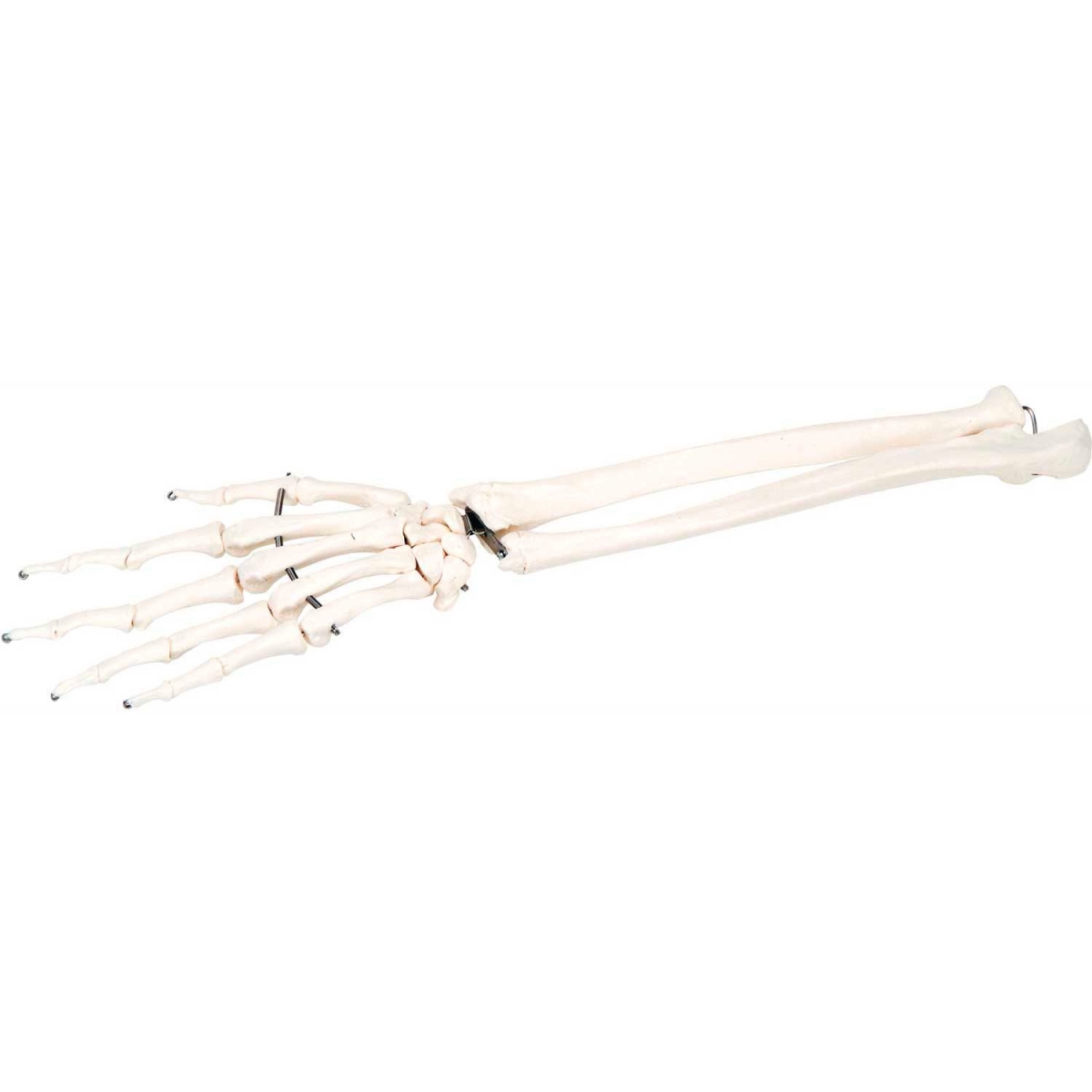 B2138124 3B Anatomical Model - Loose Bones, Hand Skeleton with Ulna & Radius, Right