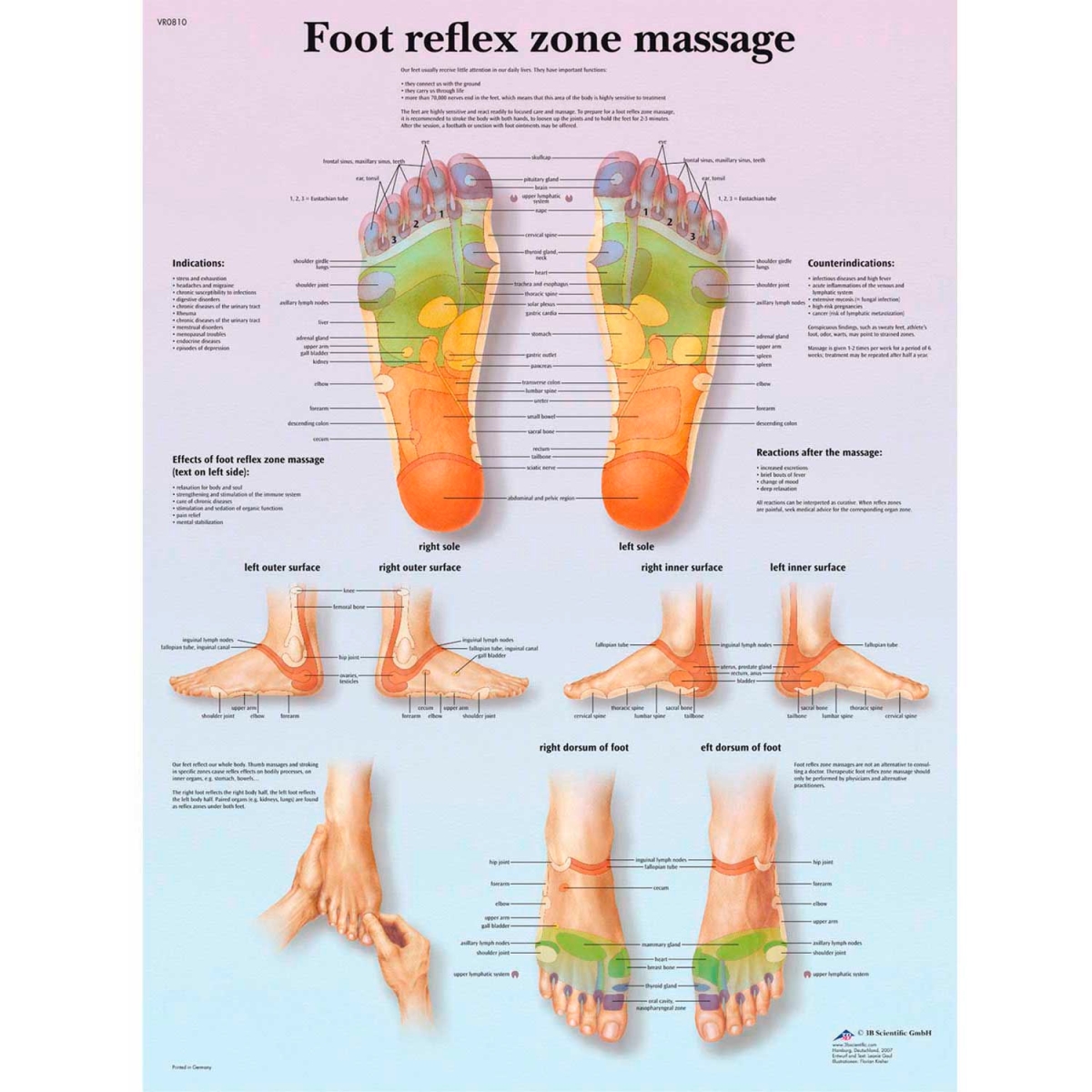 B2138127 3B Anatomical Chart - Foot Massage, Reflex Zone, Paper