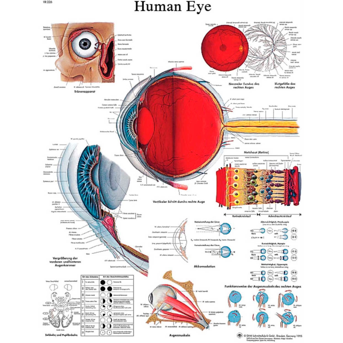 B2138133 3B Anatomical Chart - Eye, Paper