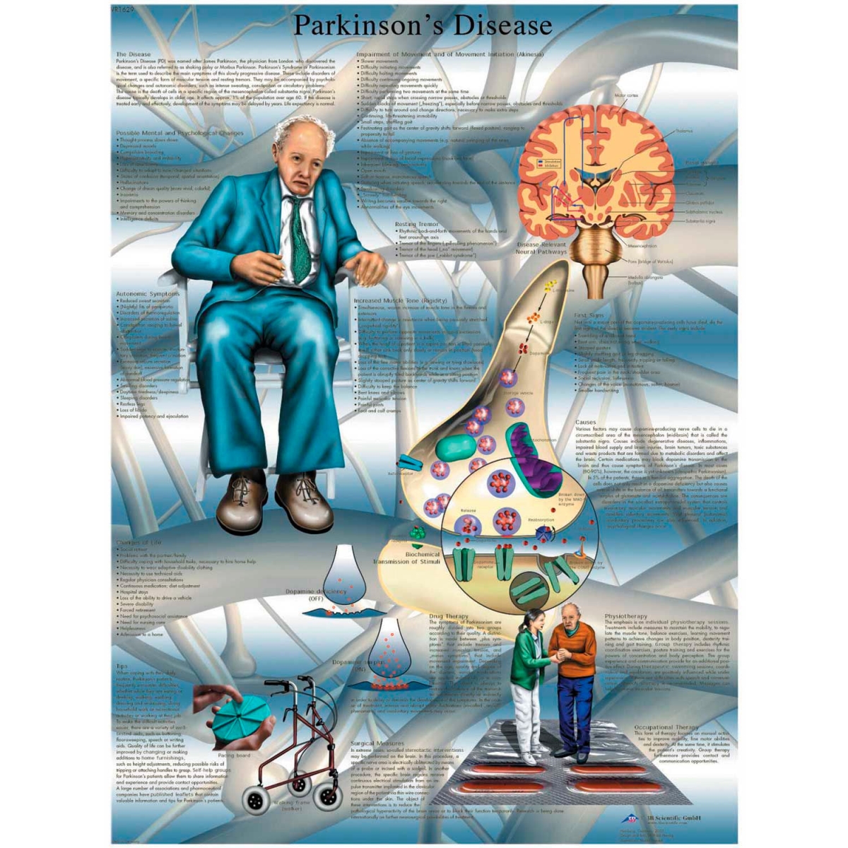 B2138007 3B Anatomical Chart - Parkinsons Disease, Laminated