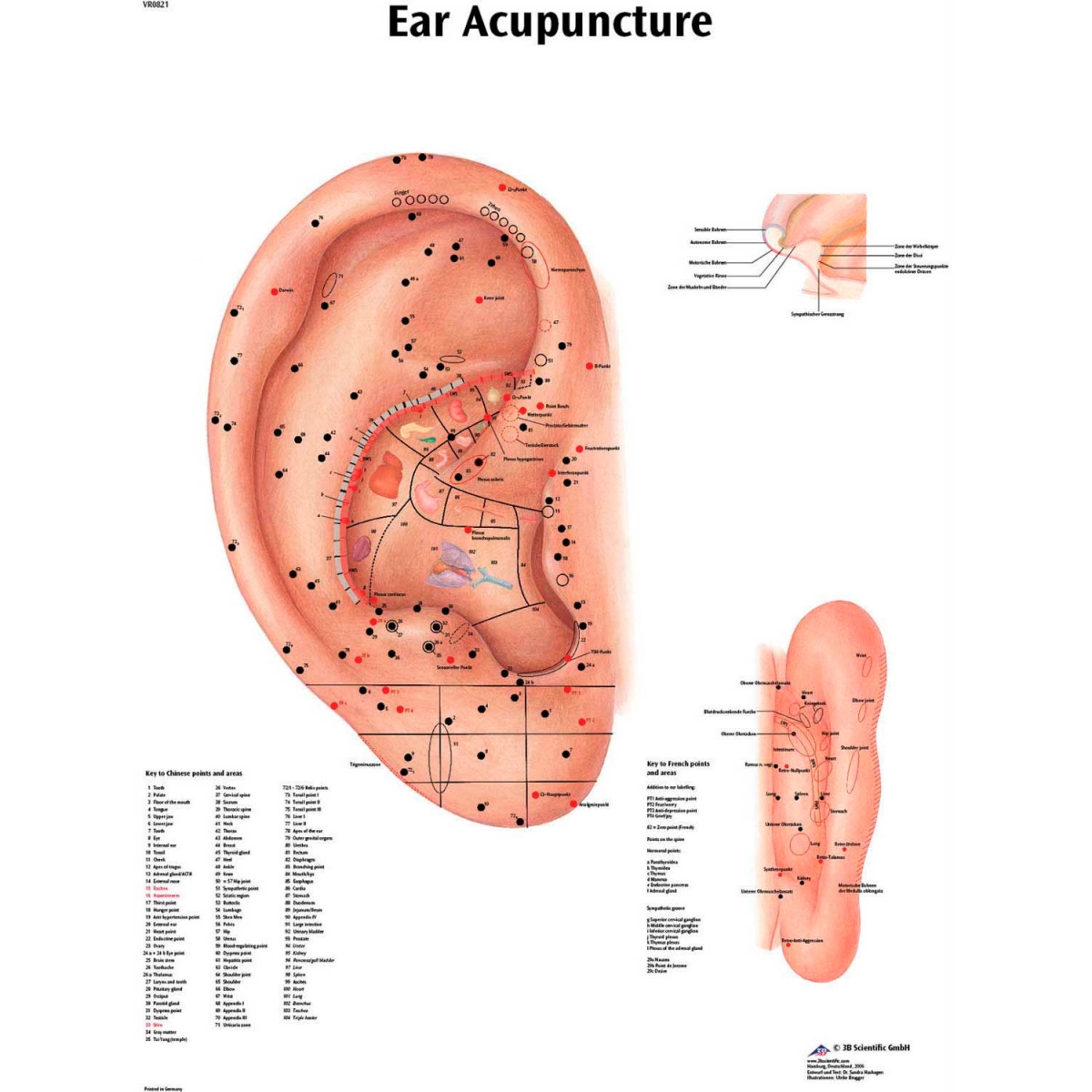 B2138114 3B Anatomical Chart - Acupuncture Ear, Laminated