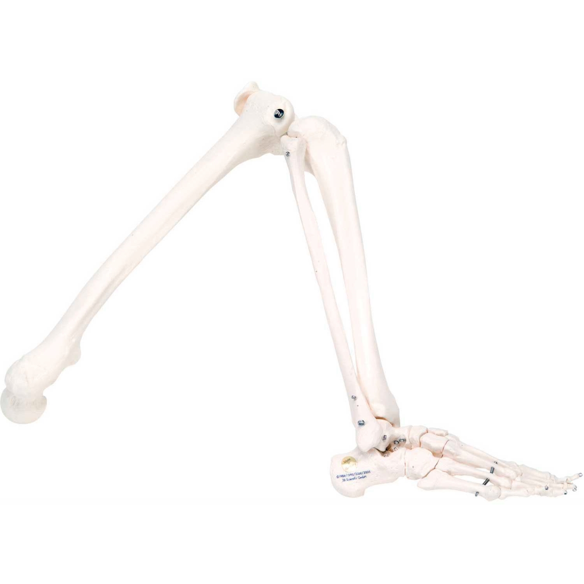 B2137975 3B Anatomical Model - Loose Bones, Leg Skeleton, Left