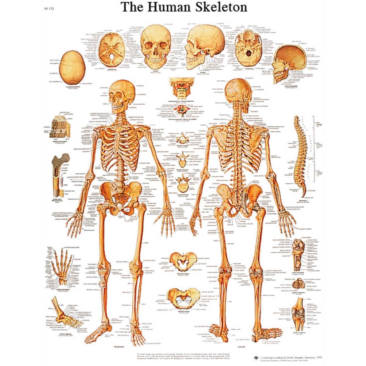 B2138059 3B Anatomical Chart - Skeleton, Sticky Back