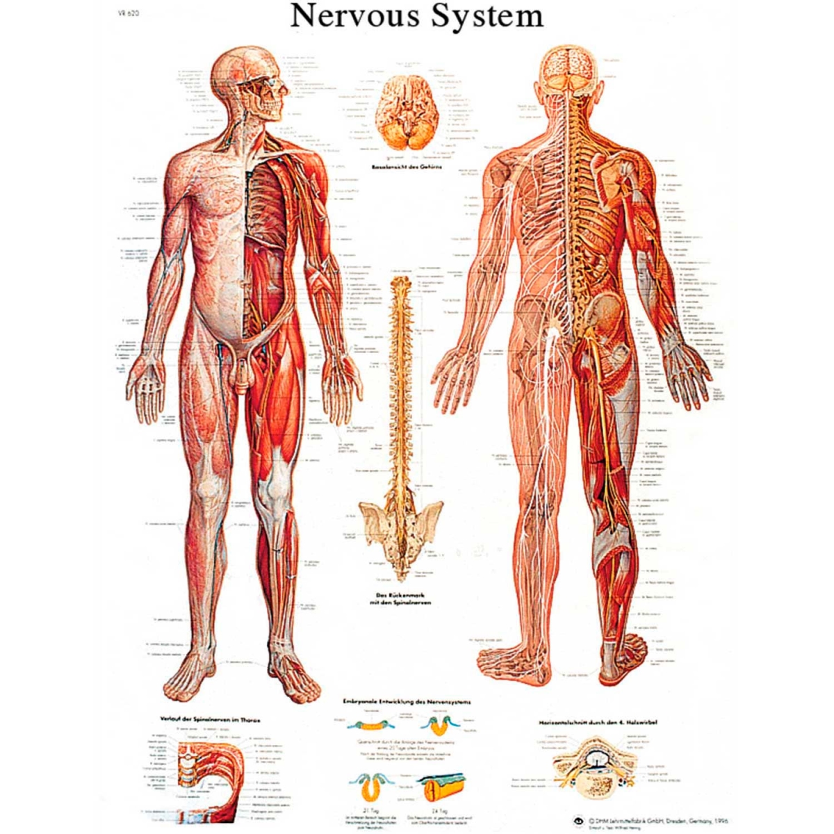 B2138088 3B Anatomical Chart - Nervous System Chart, Sticky Back