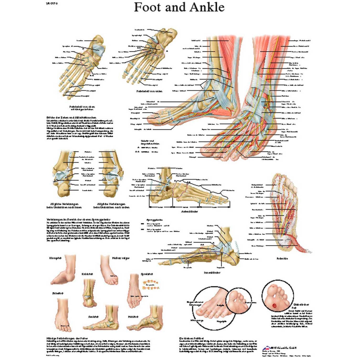 B2138147 3B Anatomical Chart - Foot & Ankle, Sticky Back