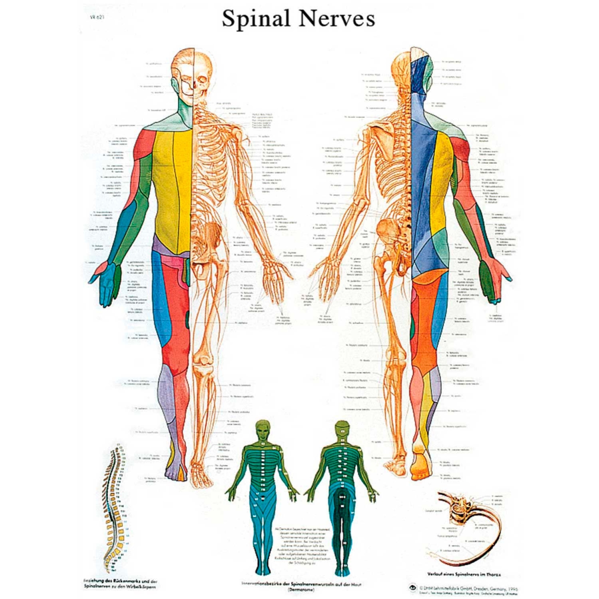 B2138095 3B Anatomical Chart - Spinal Nerves, Sticky Back
