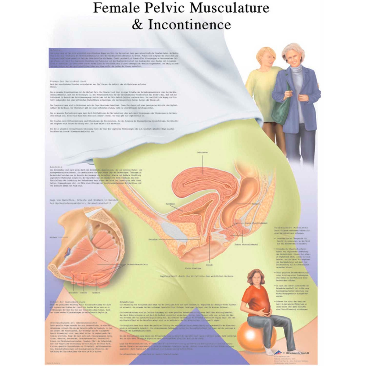 B2138120 3B Anatomical Chart - Female Urinary Incontinence Chart, Paper