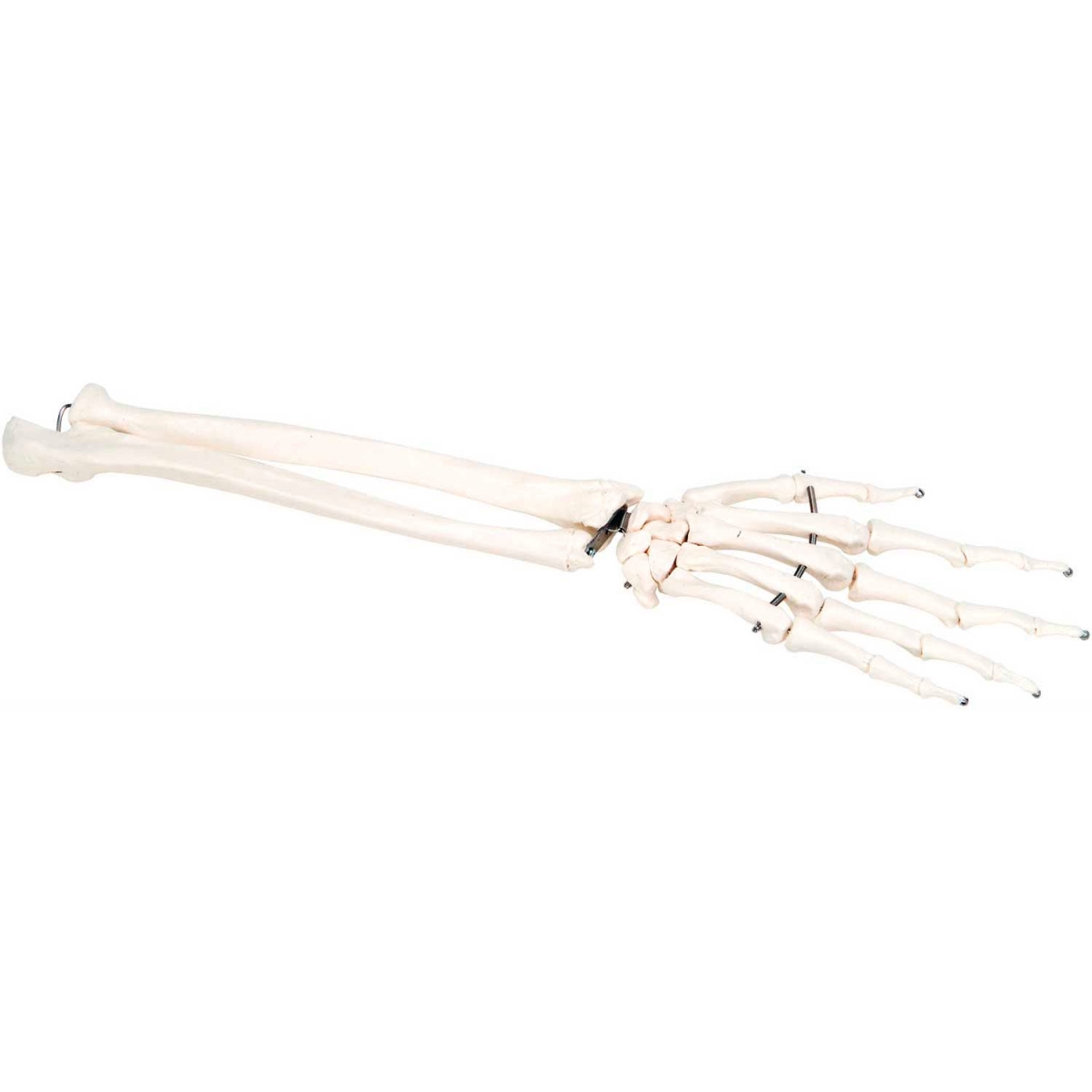 B2138123 3B Anatomical Model - Loose Bones, Hand Skeleton with Ulna & Radius, Left