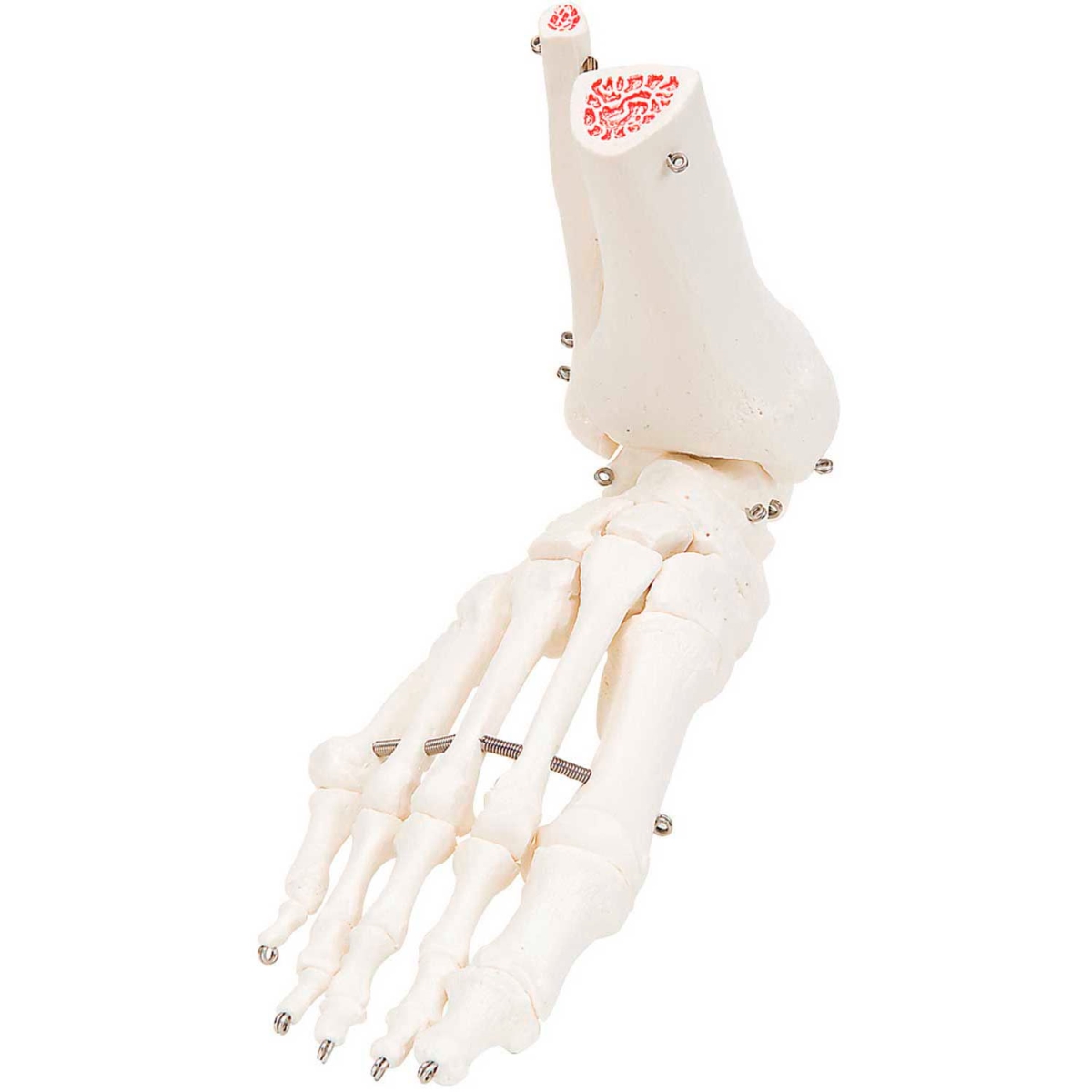 B2138143 3B Anatomical Model - Loose Bones, Foot Skeleton with Ankle, Right