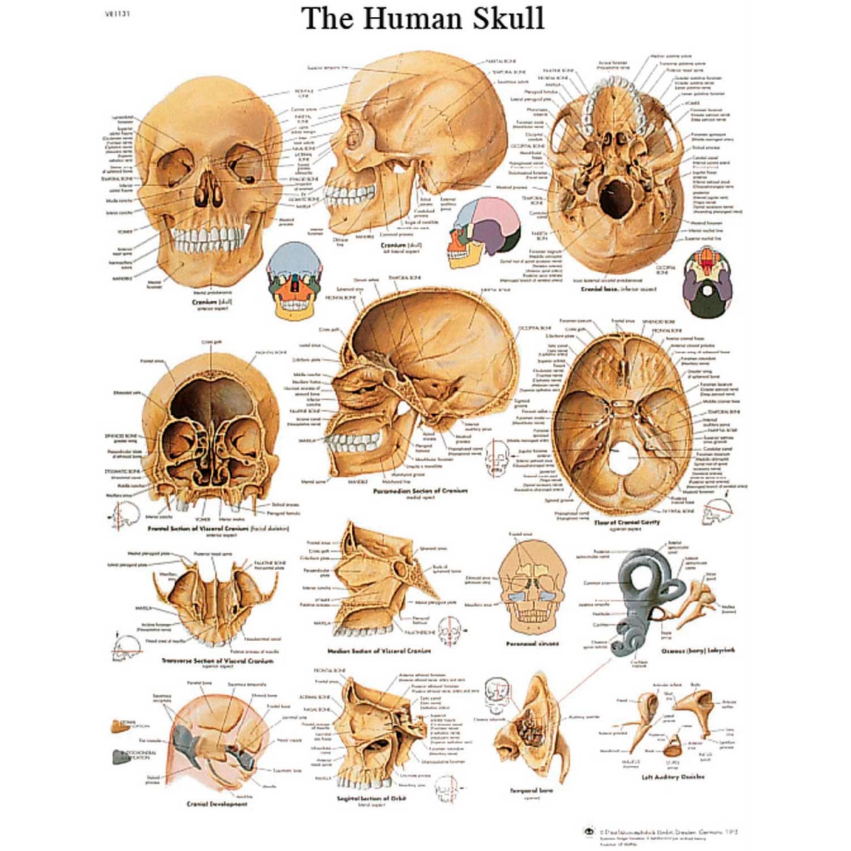 B2138063 3B Anatomical Chart - Skull, Paper