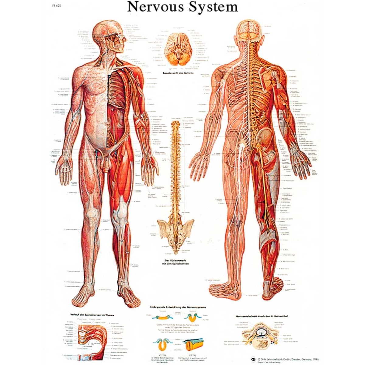 B2138087 3B Anatomical Chart - Nervous System Chart, Paper