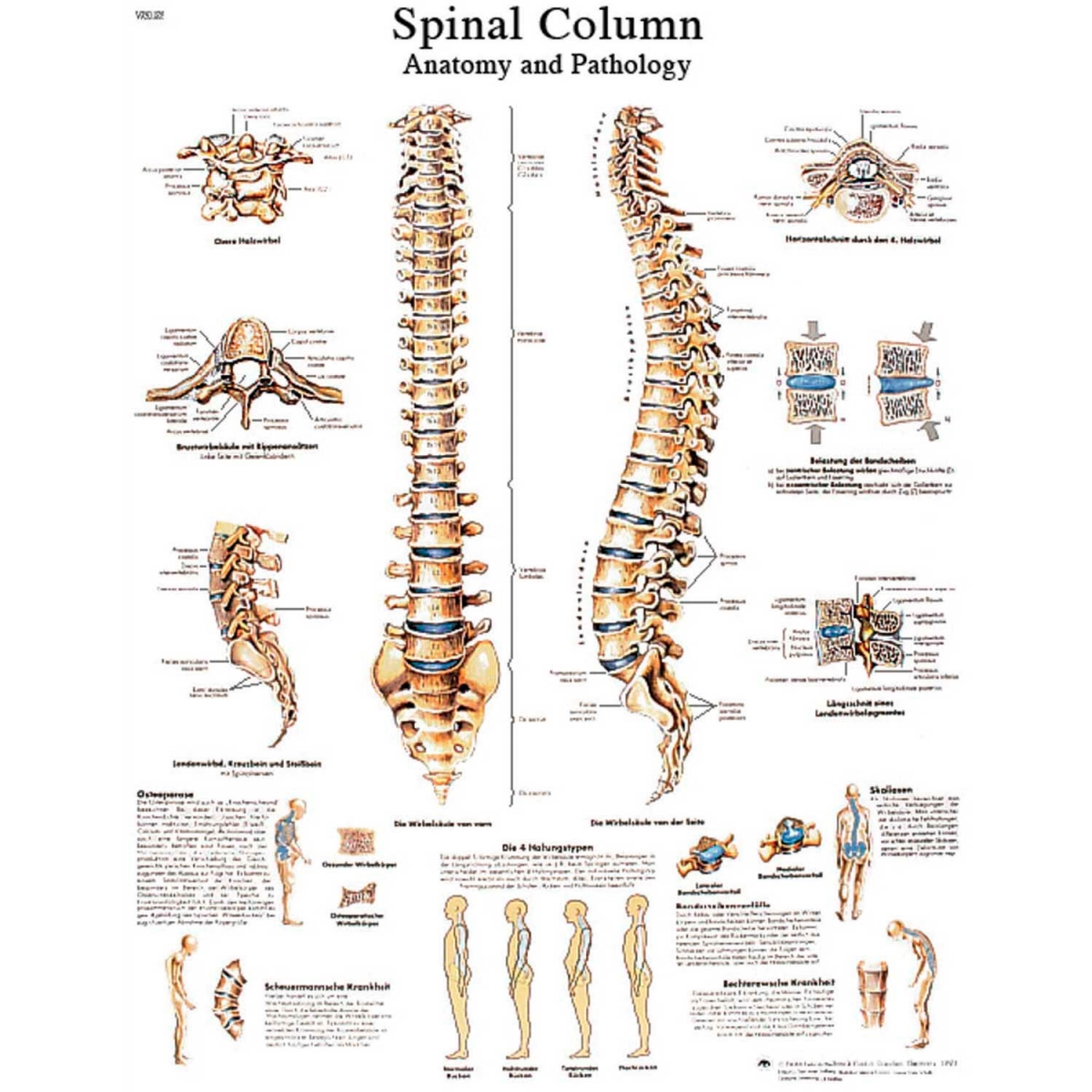 B2138067 3B Anatomical Chart - Spinal Column, Sticky Back