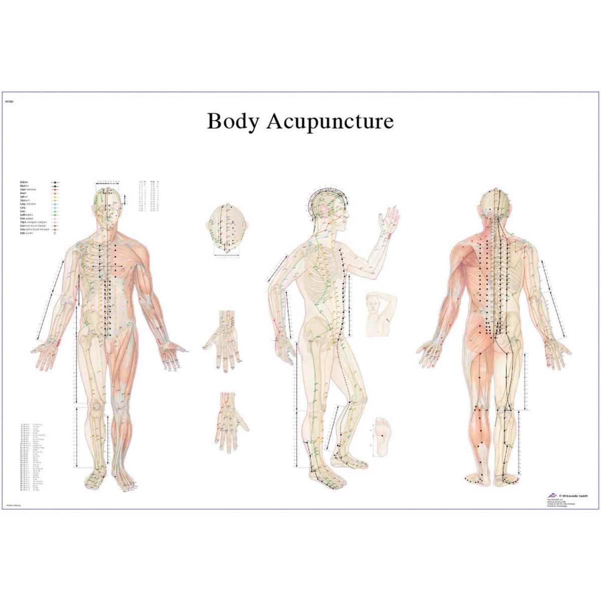 B2138113 3B Anatomical Chart - Acupuncture Body, Paper