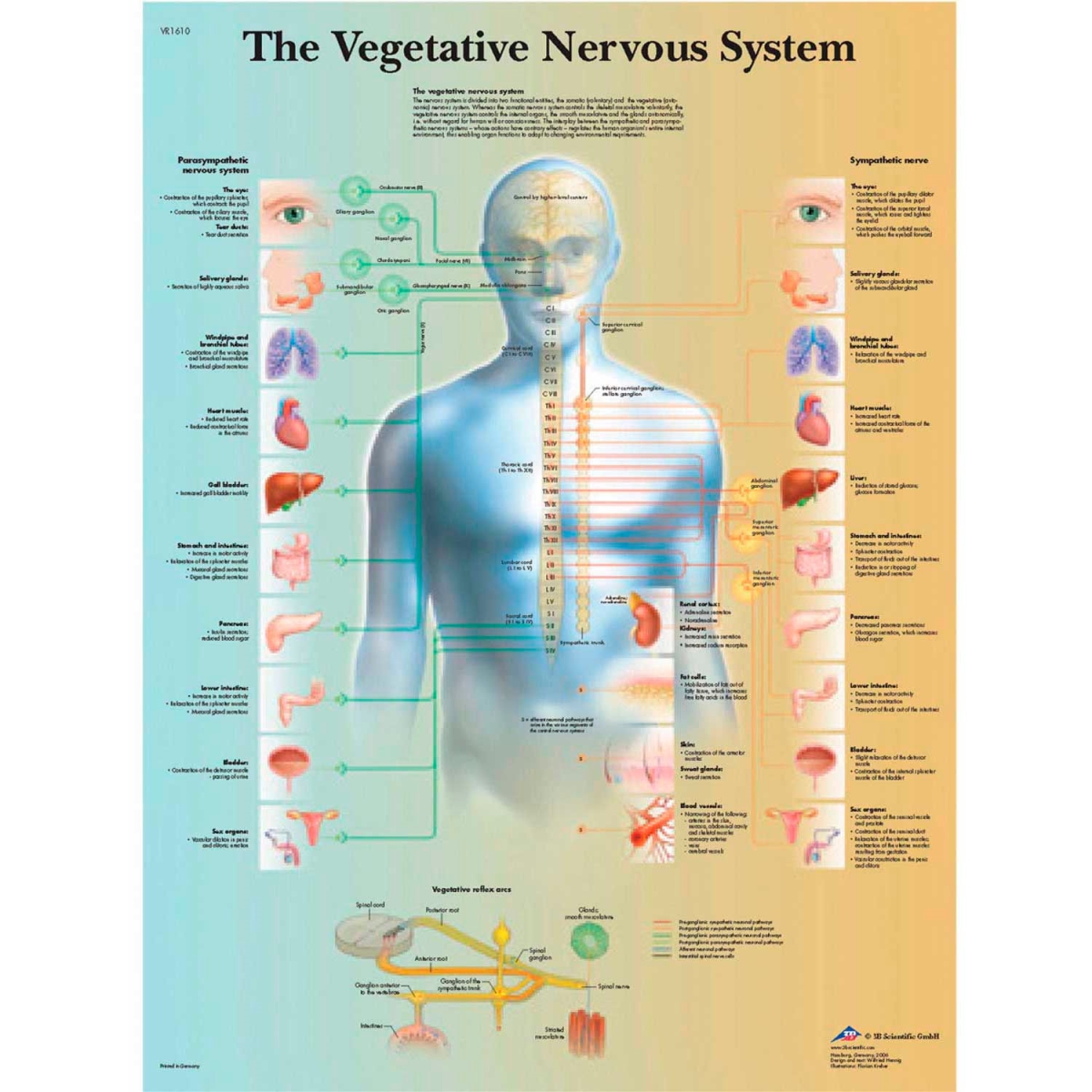 B2138118 3B Anatomical Chart - Vegetative Nervous System, Paper