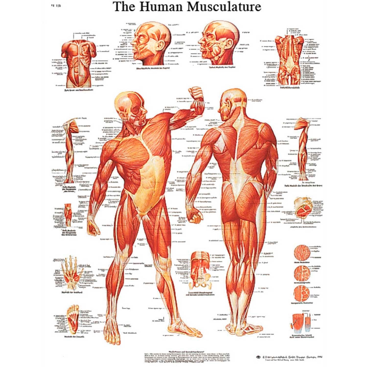 B2138004 3B Anatomical Chart - Musculature, Sticky Back