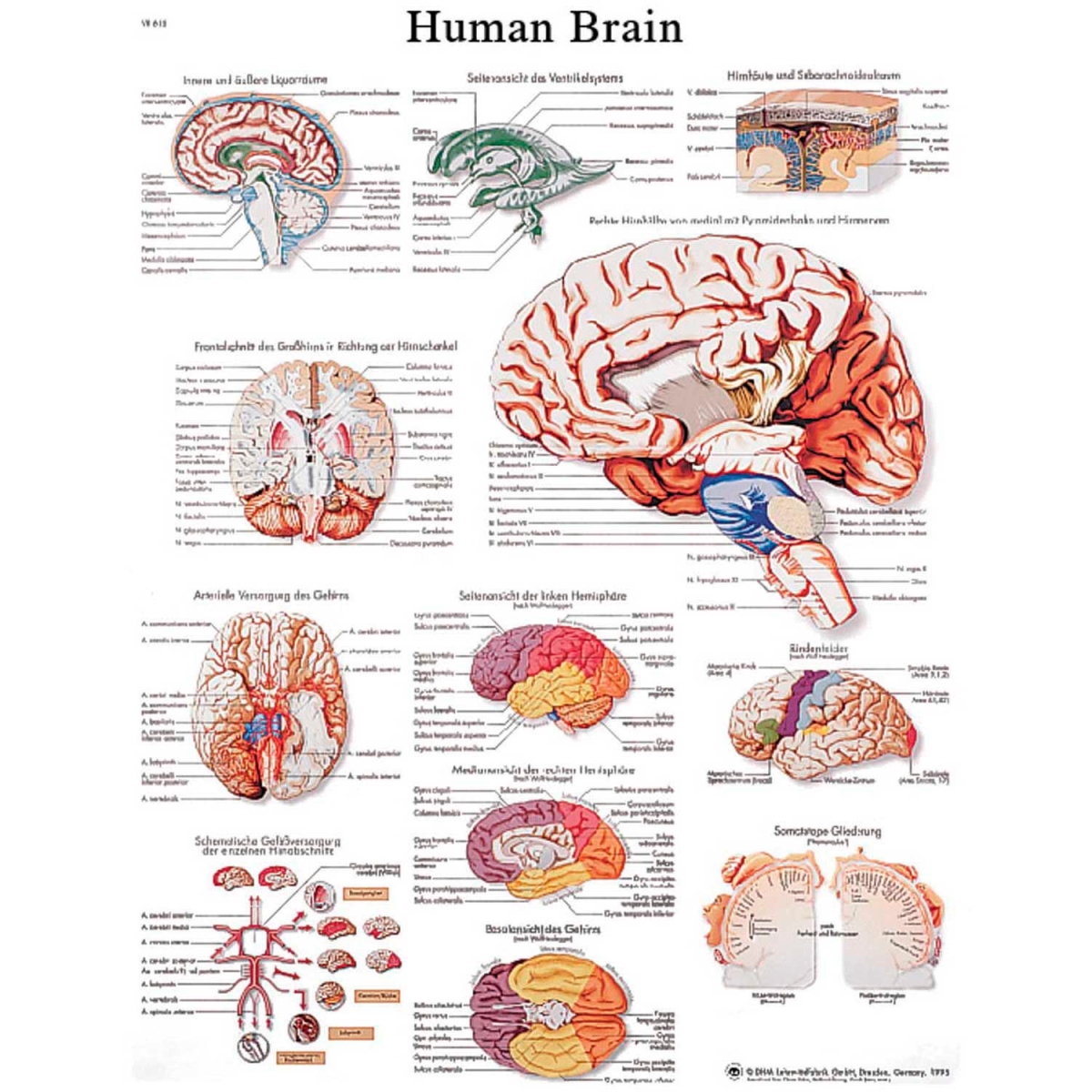 B2138101 3B Anatomical Chart - Brain, Sticky Back