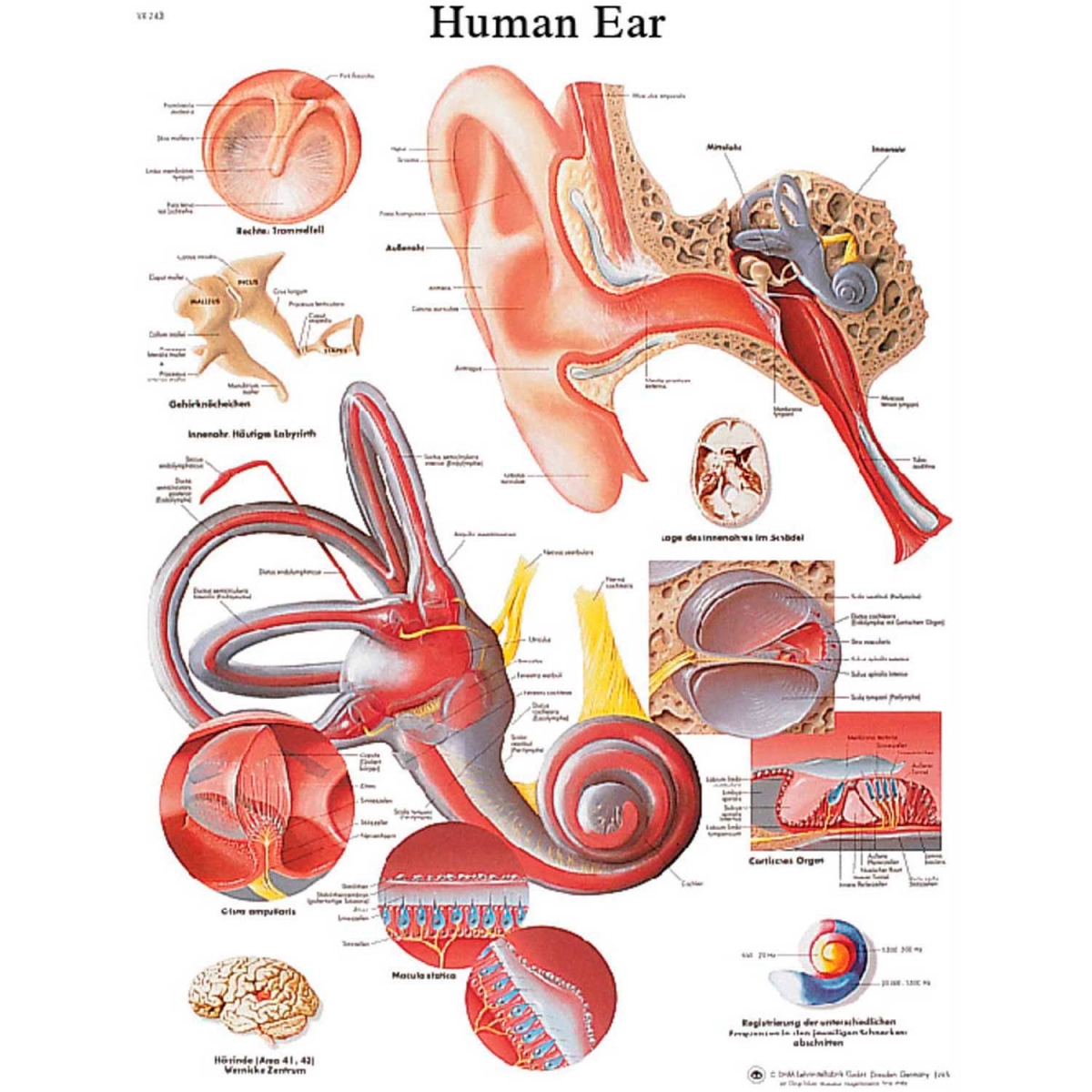 B2138131 3B Anatomical Chart - Ear, Paper