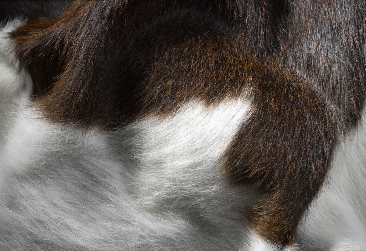 5 x 7 in. Cowhide Rug - Chocolate & White