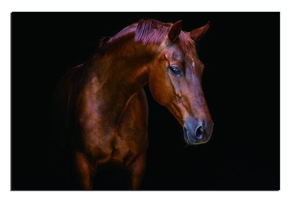Picture of HomeRoots 571437 Pensive Mare Unframed Acrylic Wall Art