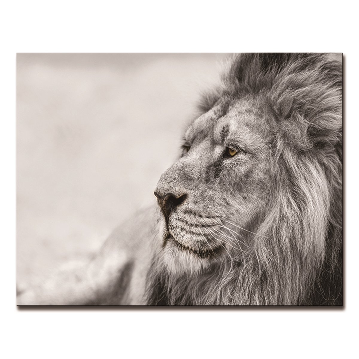 Picture of HomeRoots 571454 Black & White Lion Unframed Acrylic Wall Art