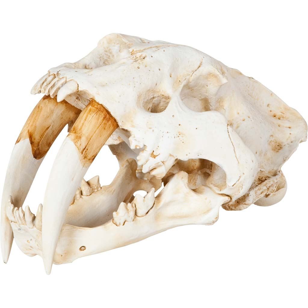 15 x 9 x 9 in. Authentic Replica White Sabertooth Skull Sculpture