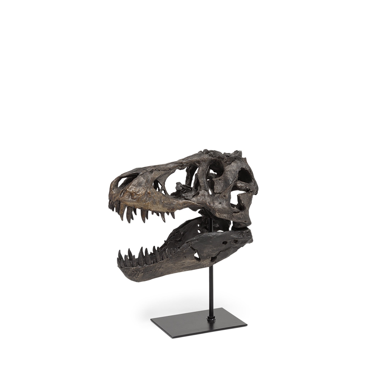 Resin Tyrannosaurus Rex Skull Decor Piece, Brown