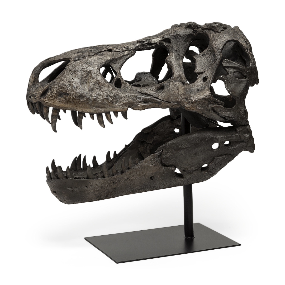 20 x 11 x 19 in. Authentic Replica Brown T Rex Skull Sculpture